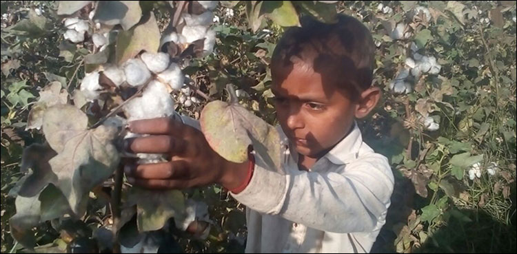 ونگار ۔ سندھ کی خوبصورت روایت