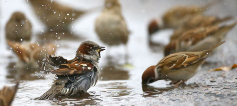 Sparrows