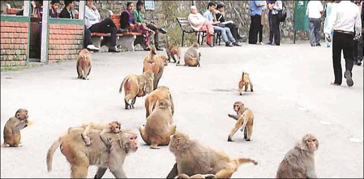 گجرات: بندر انتہاء پسندوں کے نقشِ قدم پر چل پڑے، ویڈیو دیکھیں