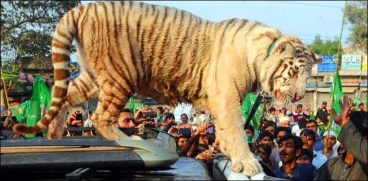 ن لیگ کی انتخابی مہم میں اصلی شیر کے استعمال کیخلاف درخواست دائر