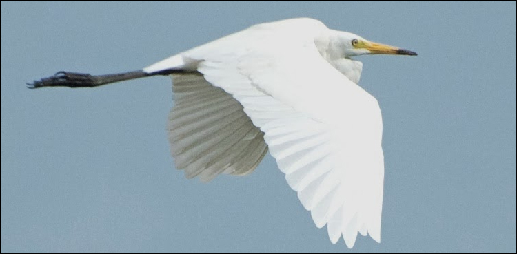seagull