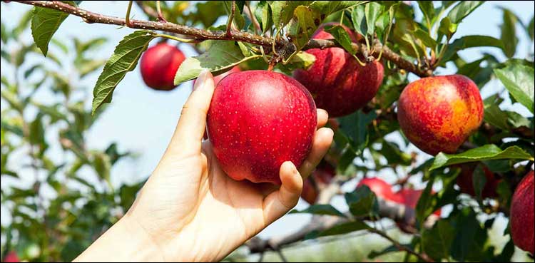 کاربن اخراج کی وجہ سے سبزیاں اور پھل جنک فوڈ بن سکتے ہیں