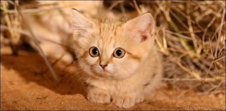 کیا آپ نے یہ خوبصورت سی جنگلی بلی دیکھی ہے؟
