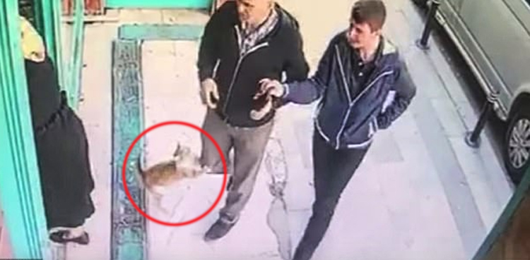 استنبول: بپھری بلی کا خواتین اور بچوں کو چھوڑ کر مردوں اور کتوں پر حملہ