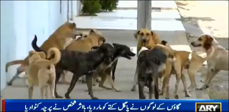 ساہیوال : پاگل کتے کے کاٹنے سے چار بچوں کا باپ پاگل ہوگیا