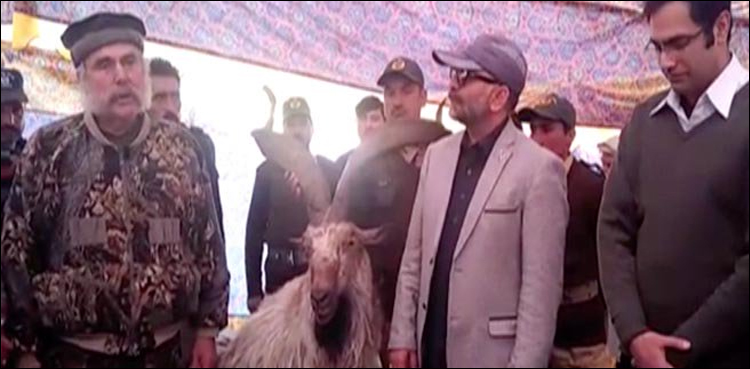 استور میں امریکی شہری نے 90 ہزار ڈالر میں مارخور شکار کرلیا