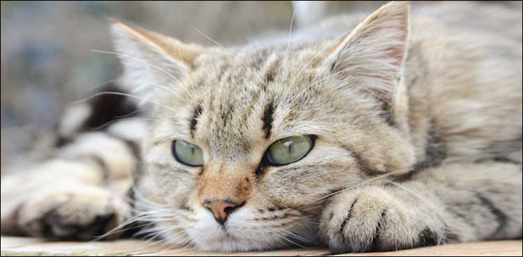 32 ویں منزل سے گرنے والی بلی زندہ کیسے بچ گئی؟
