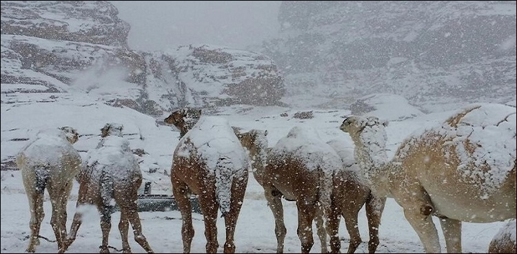 سعودی عرب میں برف باری