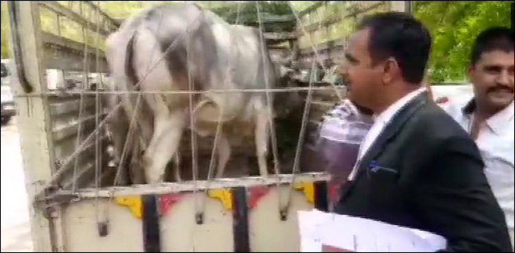 گائے عدالت میں پیش، مالک کی پہچان کے لیے شناخت پریڈ