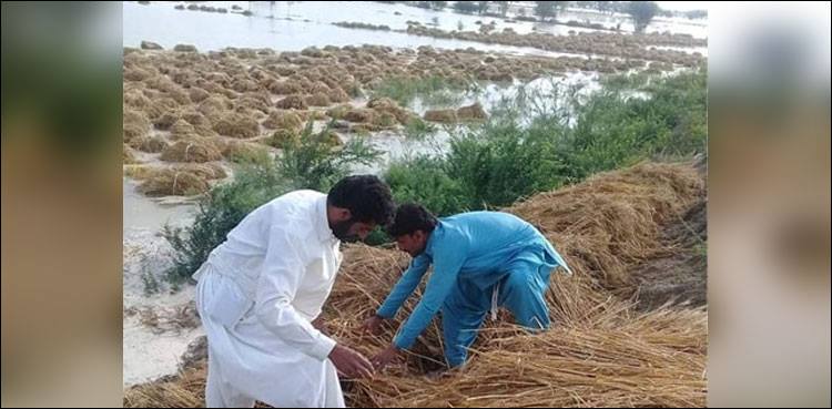 پنجاب حکومت بارشوں سے متاثرہ کسانوں کے نقصان کا ازالہ کرے گی