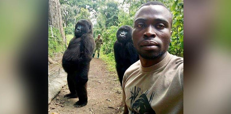 Gorilla