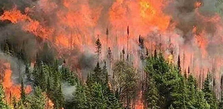 میکسیکو کے جنگل میں لگنے والی آگ نے بڑے حصے کو اپنی لپیٹ میں لے لیا