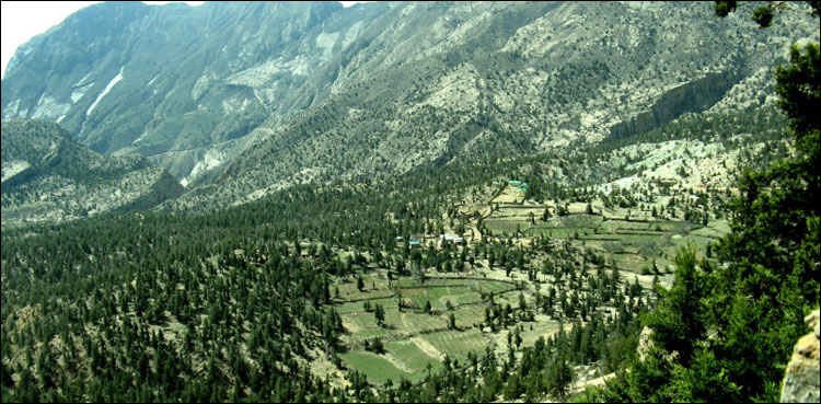 بلوچستان کے جنگلات