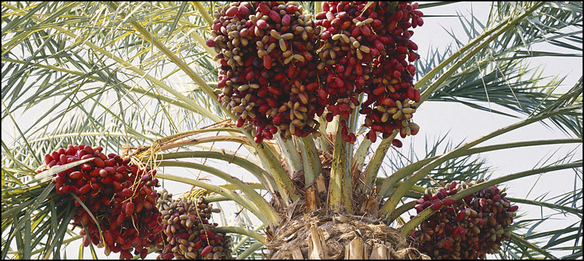 سعودی سفارت خانے کا پاکستان کے لیے 80 ٹن کھجوروں کا تحفہ