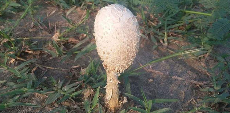 بلوچستان رنگ‘  کھمبی ایک لذیذ غذا