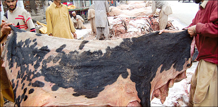 عیدالاضحی پرکھالیں جمع کرنے کے اجازت نامے کیلئے 3 شرائط لازمی قرار