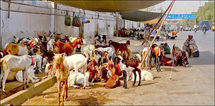 کراچی، محکمہ داخلہ سندھ نے شہر میں جگہ جگہ مویشی منڈیوں کا نوٹس لے لیا
