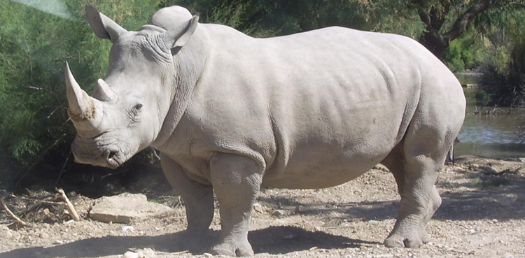 Rhino