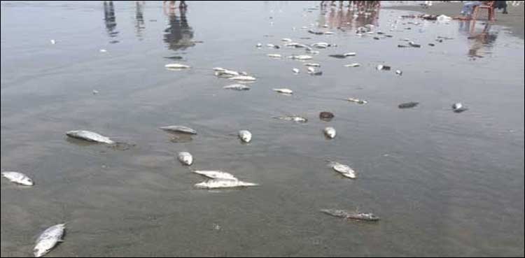 بارش کے بعد آبی حیات بری طرح متاثر، سینکڑوں مردہ مچھلیاں کلفٹن ساحل پر آ گئیں