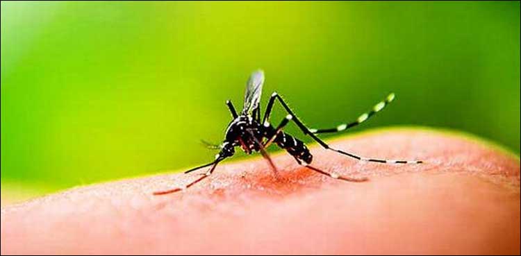 ڈینگی وائرس: اسلام آباد میں دفعہ 144 کی خلاف ورزی پر 3 مقدمات درج