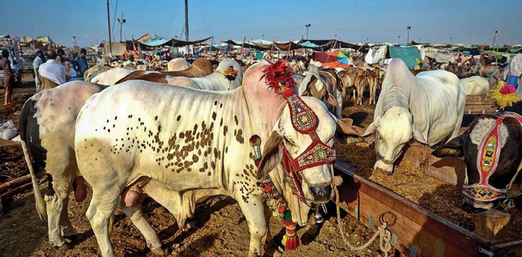 ‘قربانی ایک مذہبی فریضہ ہے،حکومت ہرممکن سہولت کو یقینی بنائے گی’