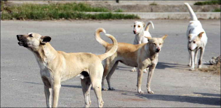 سندھ حکومت کا کتوں کو اینٹی رے بیز انجکشن لگانے کا فیصلہ