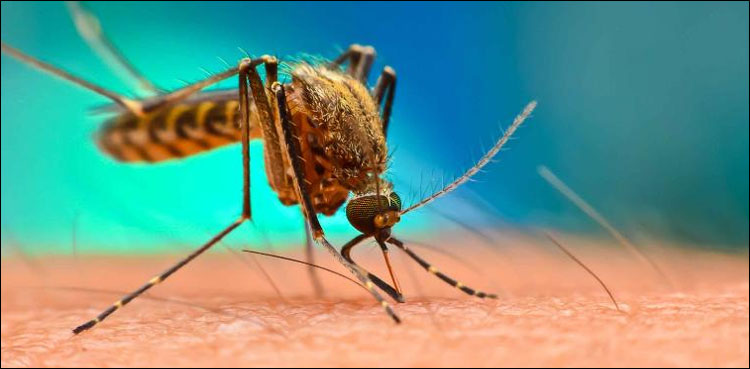 پختونخواہ میں کتنے افراد ڈینگی سے متاثر ہوئے؟