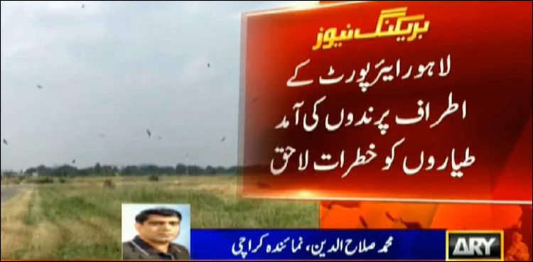 لاہور ایئر پورٹ پر پرندوں کی آمد کا سلسلہ ایک بار پھر شروع، طیاروں کو خطرہ