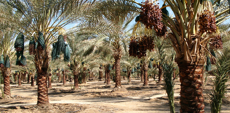 سعودی عرب میں کھجور کے درختوں کی تعداد 3 کروڑ 43 لاکھ تک پہنچ گئی