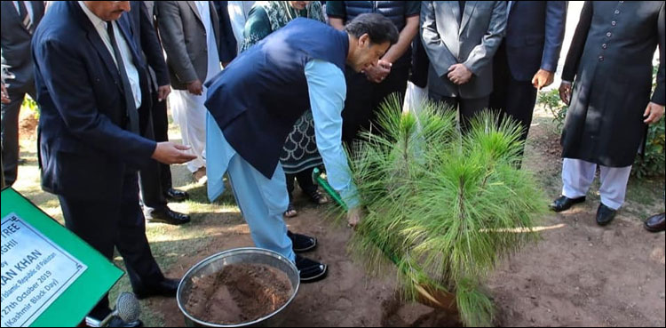 وزیر اعظم عمران خان نے آزادیٔ کشمیر کا پیڑ لگا دیا