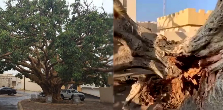 سعودی عرب