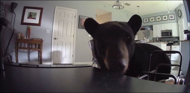 Bear enters Florida