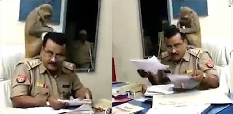 بھارت، پولیس آفیسر کے سر پر جوئیں تلاش کرنے والے بندر کی ویڈیو وائرل