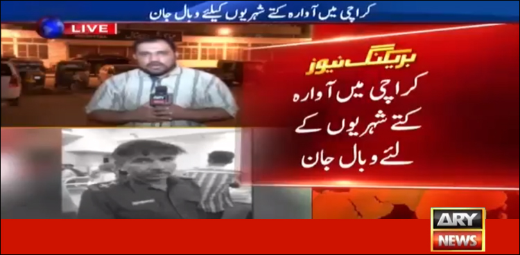 کراچی: 20 افراد کو کاٹنے والے پاگل کتا رینجرز اہل کاروں نے ٹھکانے لگا دیا