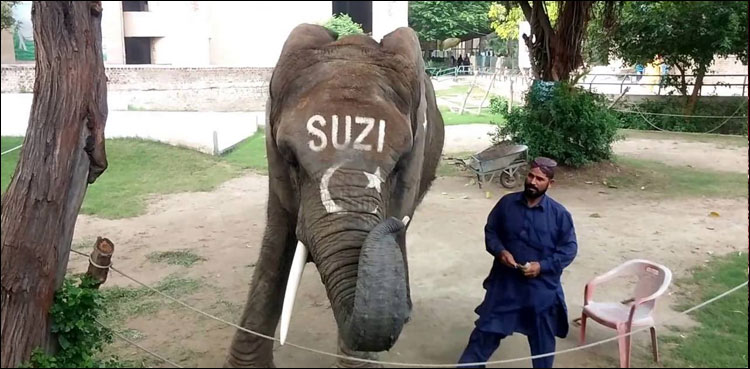 وفاقی حکومت نے چڑیا گھرکے لیے دو ہاتھی منگوانے کی اجازت دے دی