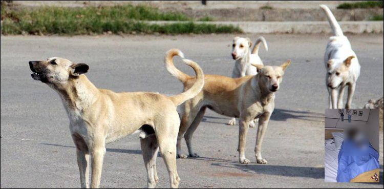 کراچی: پاگل کتے کے کاٹنے سے خاتون جاں بحق