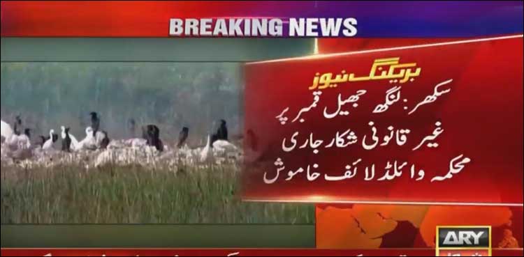 سائبیریا سے آئے نایاب مہمان پرندوں کا سکھر میں شکار