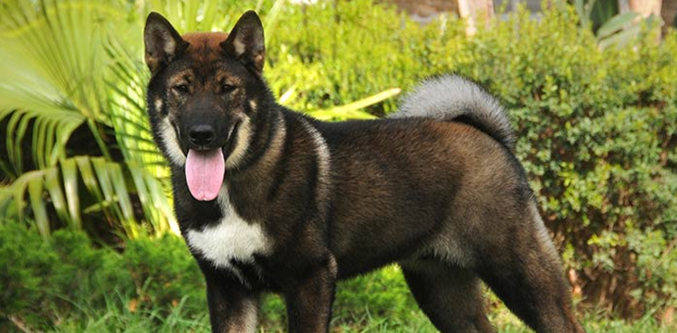Dog owner dies