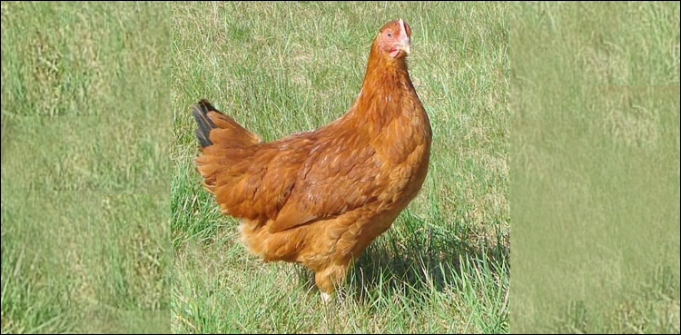 Clever hen