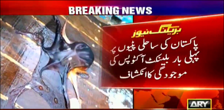 پاکستان کی ساحلی پٹیوں پر پہلی بار ‘بلینکٹ آکٹوپس’ کی موجودگی کاانکشاف