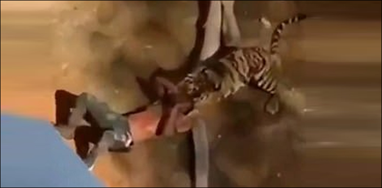 سعودی عرب، ٹائیگر کا 24 سالہ شخص پر حملہ، ویڈیو دیکھیں