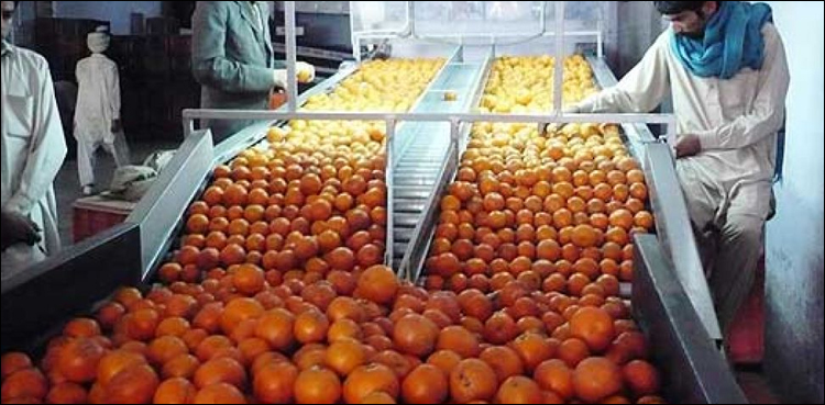 پاکستان کا کینو انڈونیشیا کیوں نہیں جا سکا؟