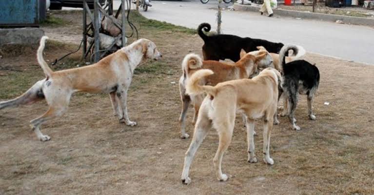 کتے کے کاٹنے سے بچی جاں بحق، وزیراعلیٰ سندھ نے نوٹس لے لیا
