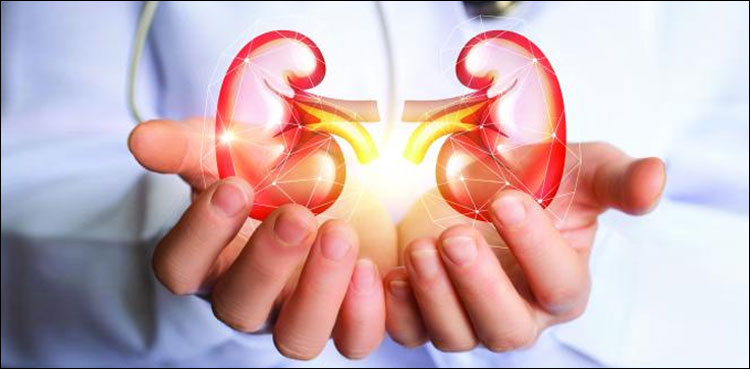 گردوں کا عالمی دن: جنک فوڈ گردوں کے لیے زہر قاتل