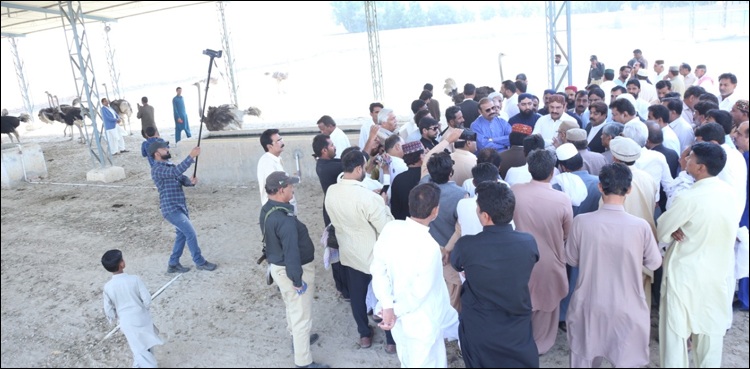 شتر مرغ کی افزائش نسل کو سندھ میں فارمنگ کا درجہ دینے کا نوٹیفکیشن جاری