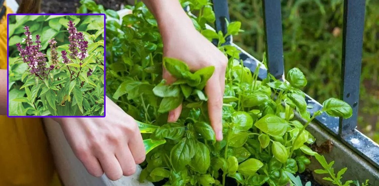 تلسی کا پودا، مذہبی عقیدے سے سائنسی حقیقت تک