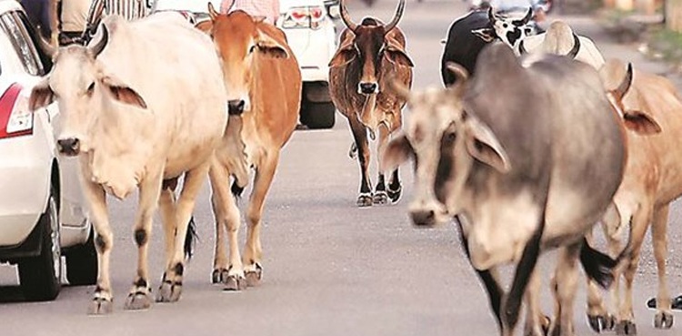 مویشیوں نے 241 افراد کو موت کے گھاٹ اتار دیا
