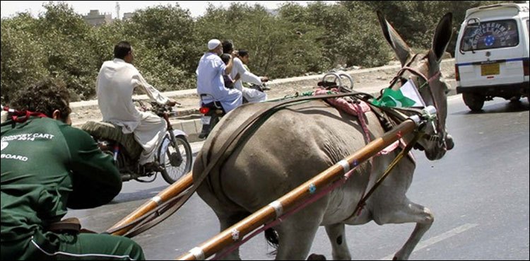 گدھوں کی خوبیاں