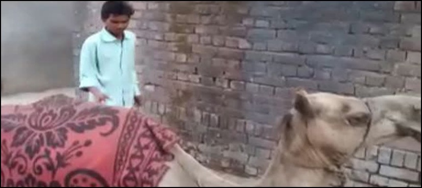 بھارت لاک ڈاؤن کی خلاف ورزی، نوجوان اونٹ‌ پر بیٹھ کر گھر پہنچ گیا