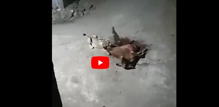 رات کی تاریکی میں 6 شیروں کا گاؤں پر حملہ، مویشی کو چیر پھاڑ دیا، ویڈیو وائرل